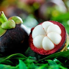 Mangosteen