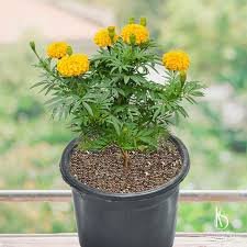 Marigold 4