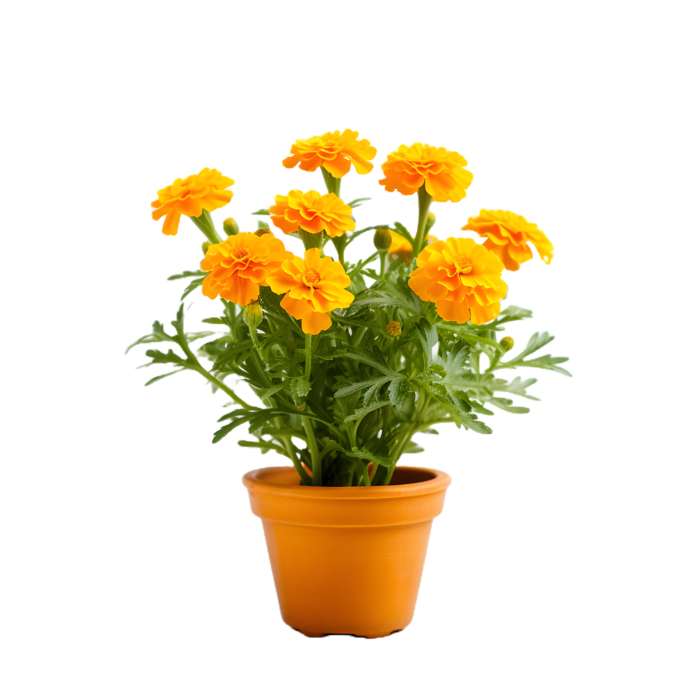 Marigold