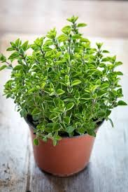 Marjoram