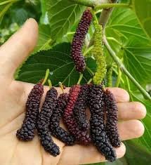 Mulberry