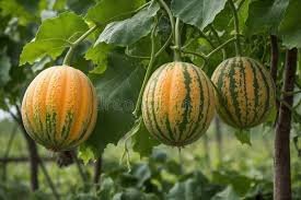 Muskmelon