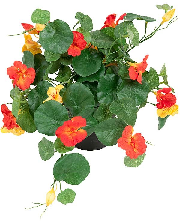 Nasturtium