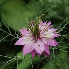 Nigella