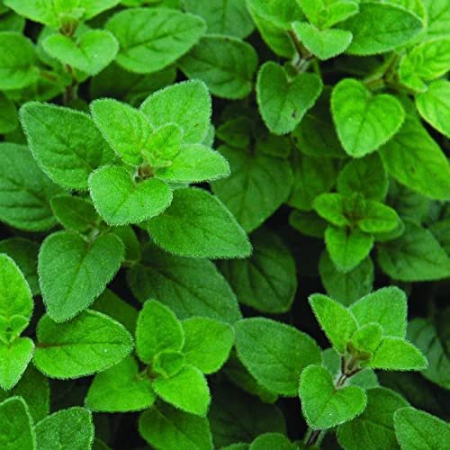 Oregano