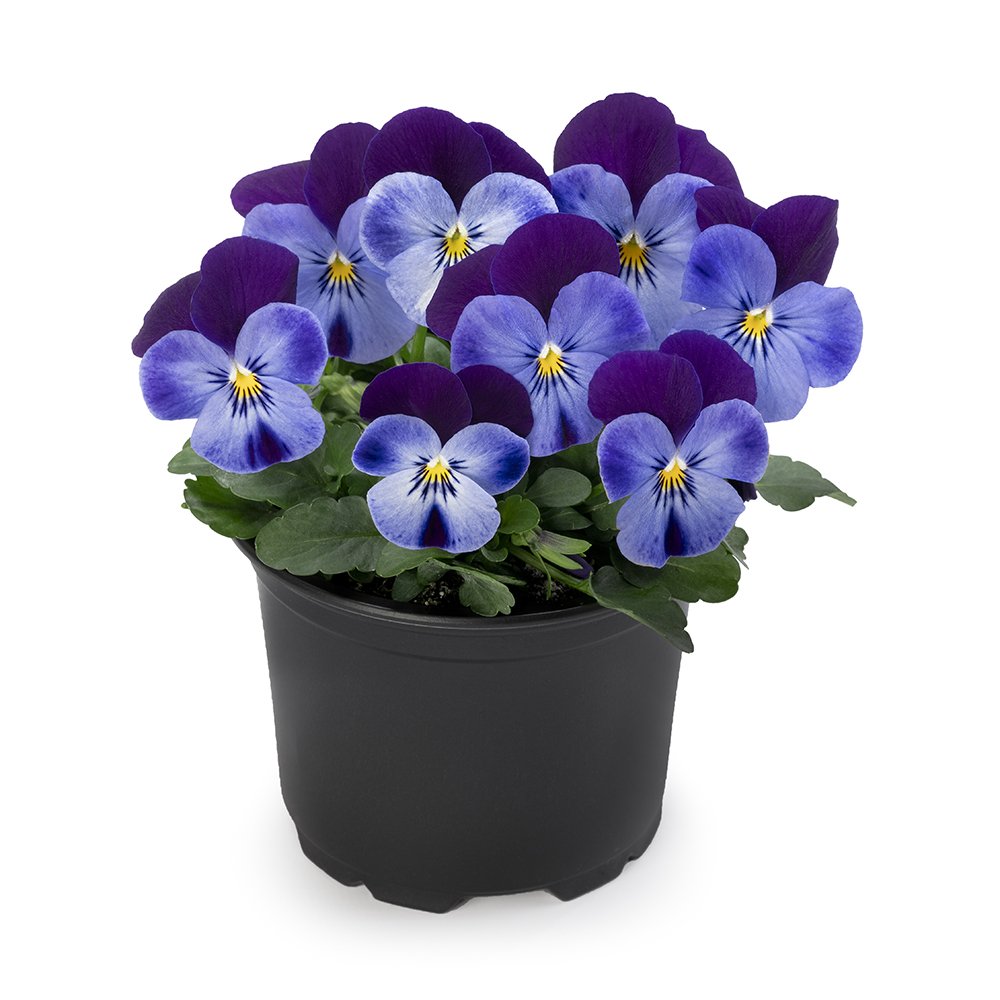 Pansy 126