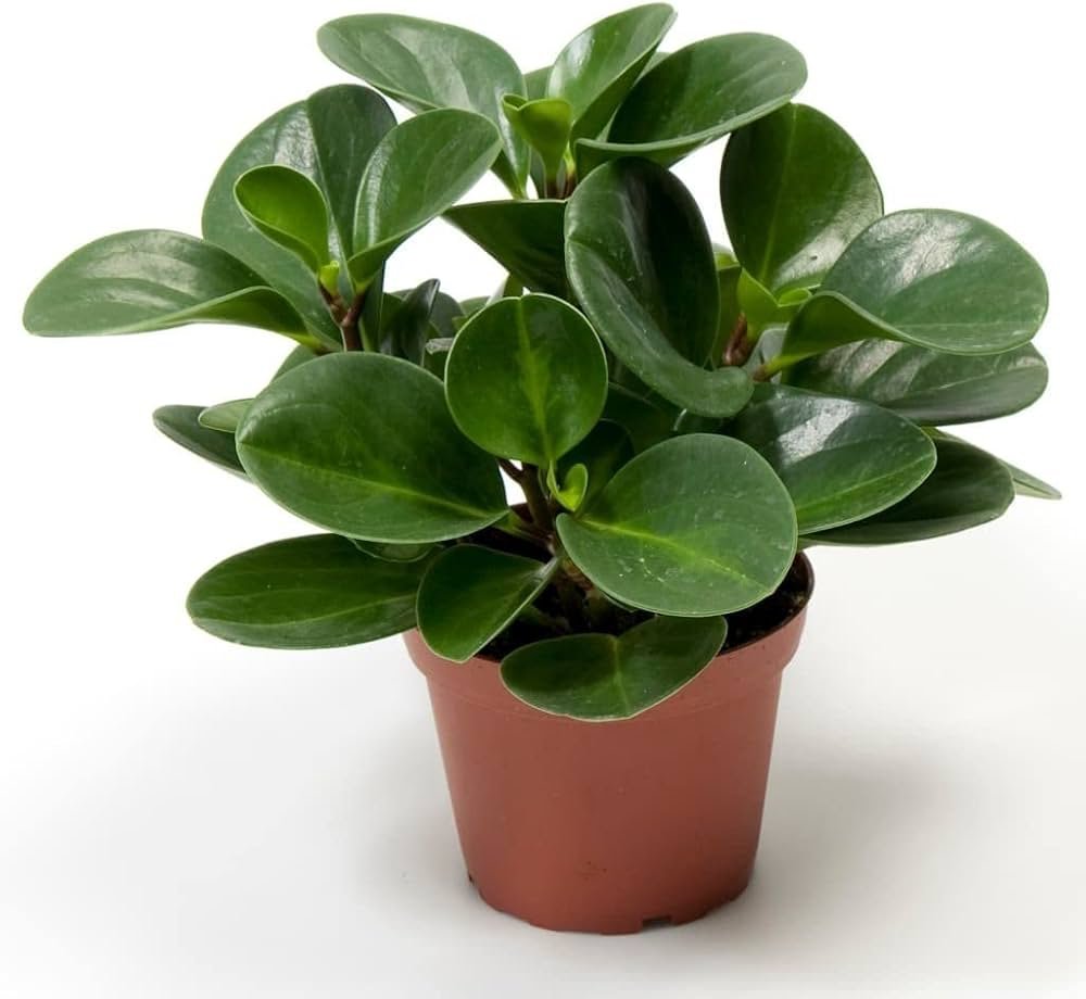 Peperomia