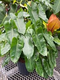 Philodendron