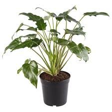 Philodendron