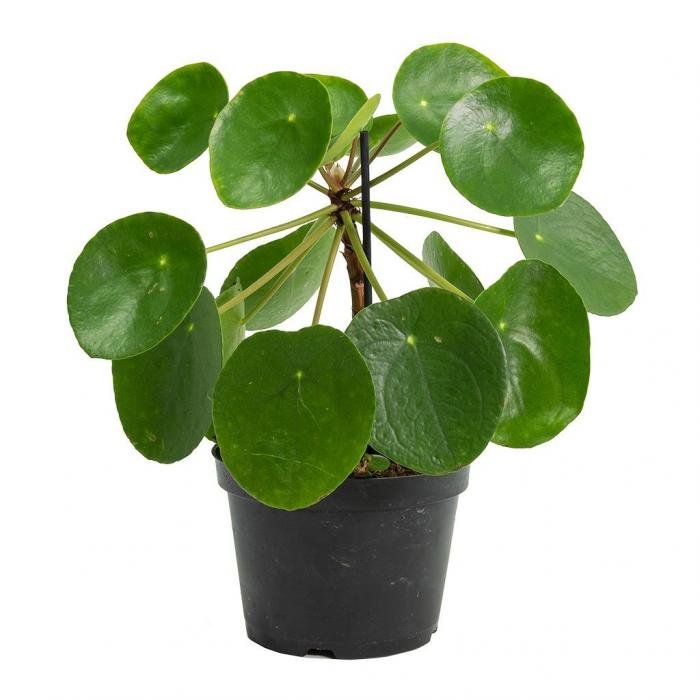 Pilea