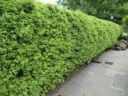 Pittosporum