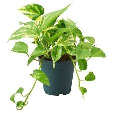 Pothos