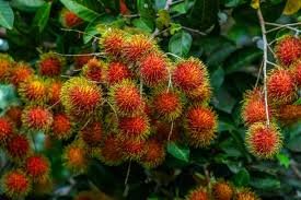 Rambutan