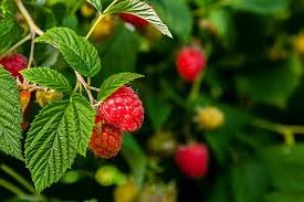 Raspberry