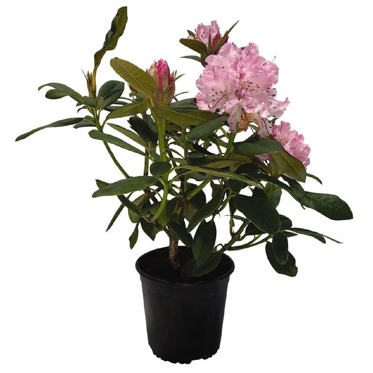 Rhododendron
