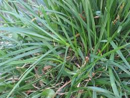 Ryegrass