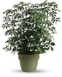 Schefflera