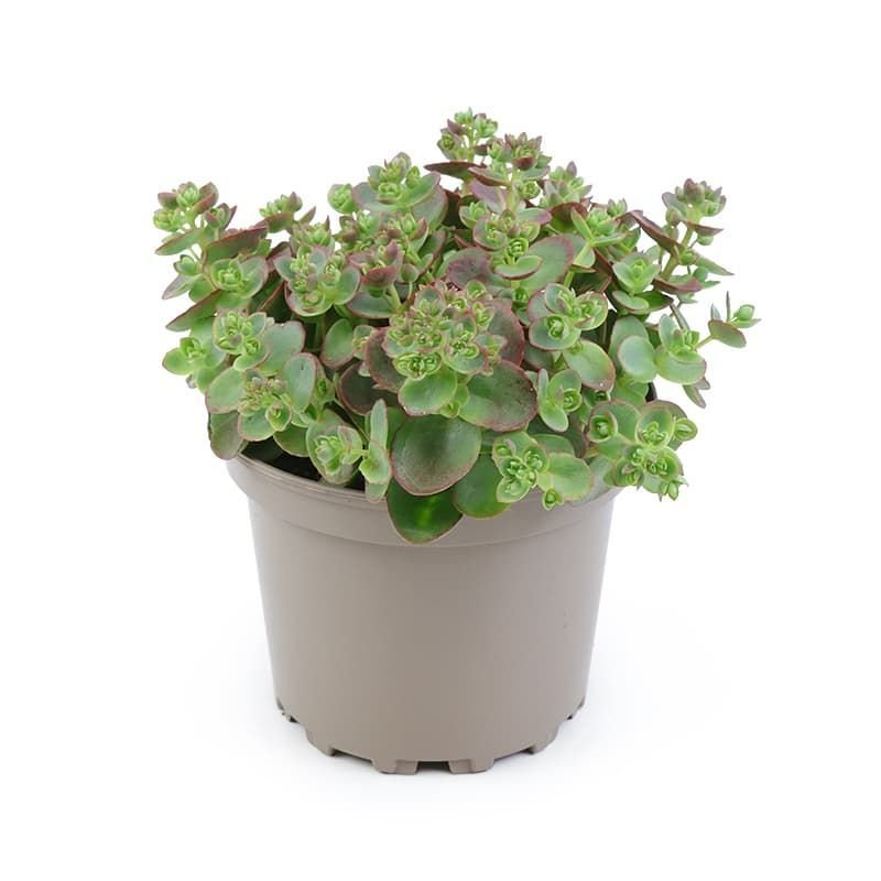 Sedum