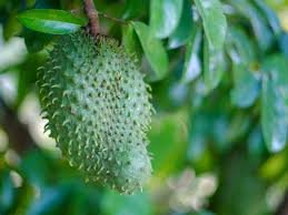 Soursop