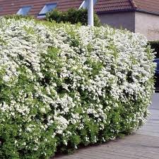 Spirea
