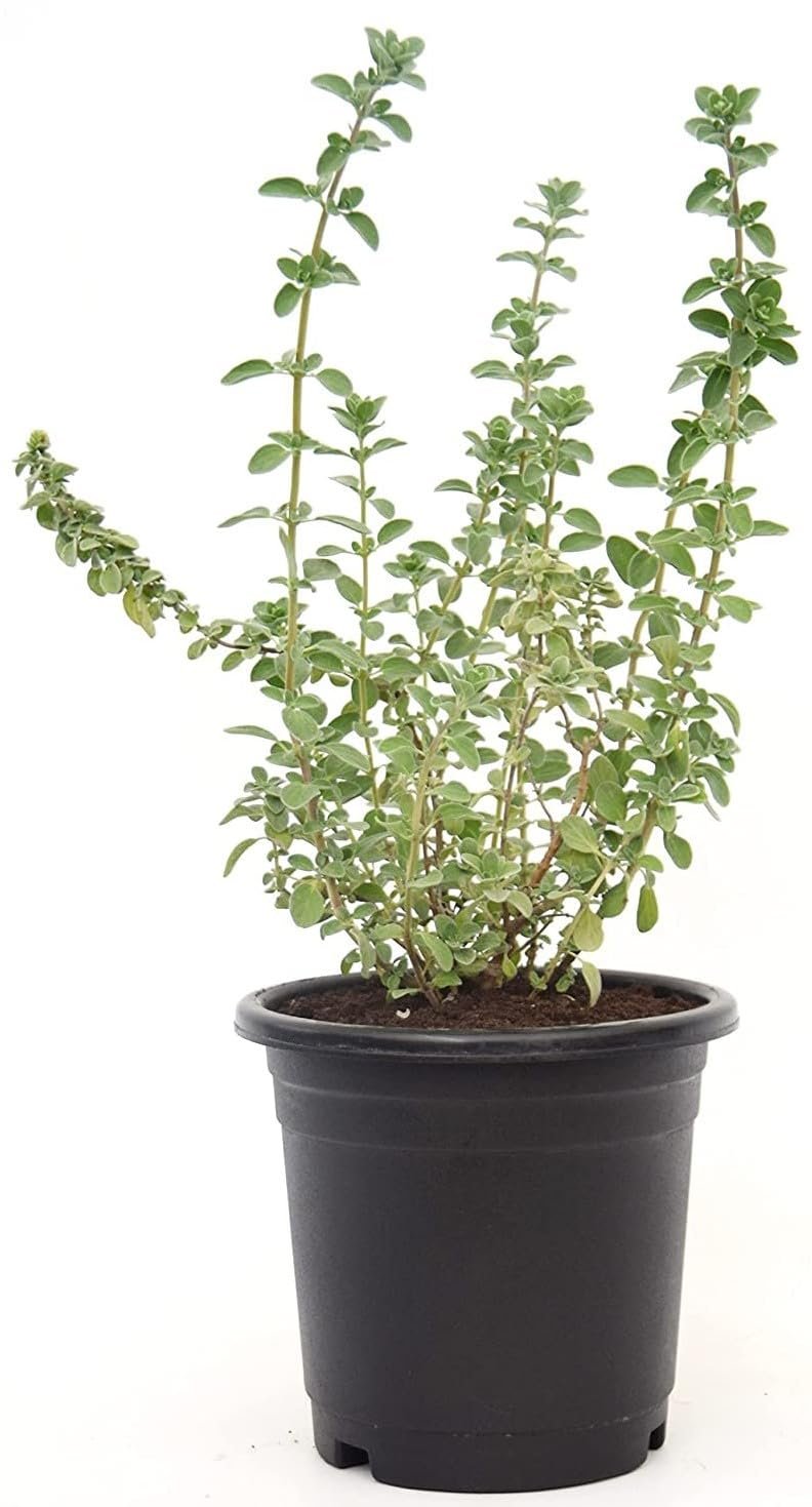 Thyme