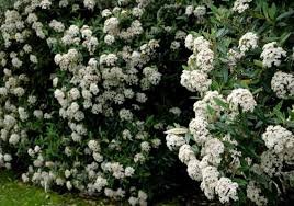 Viburnum