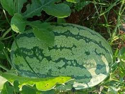 Watermelon