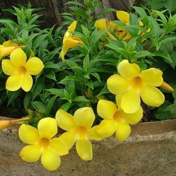 allamanda