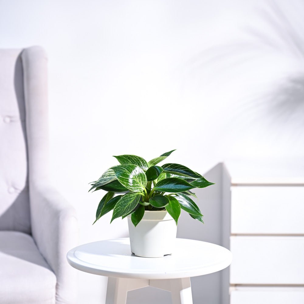 Philodendron Birkin Plant