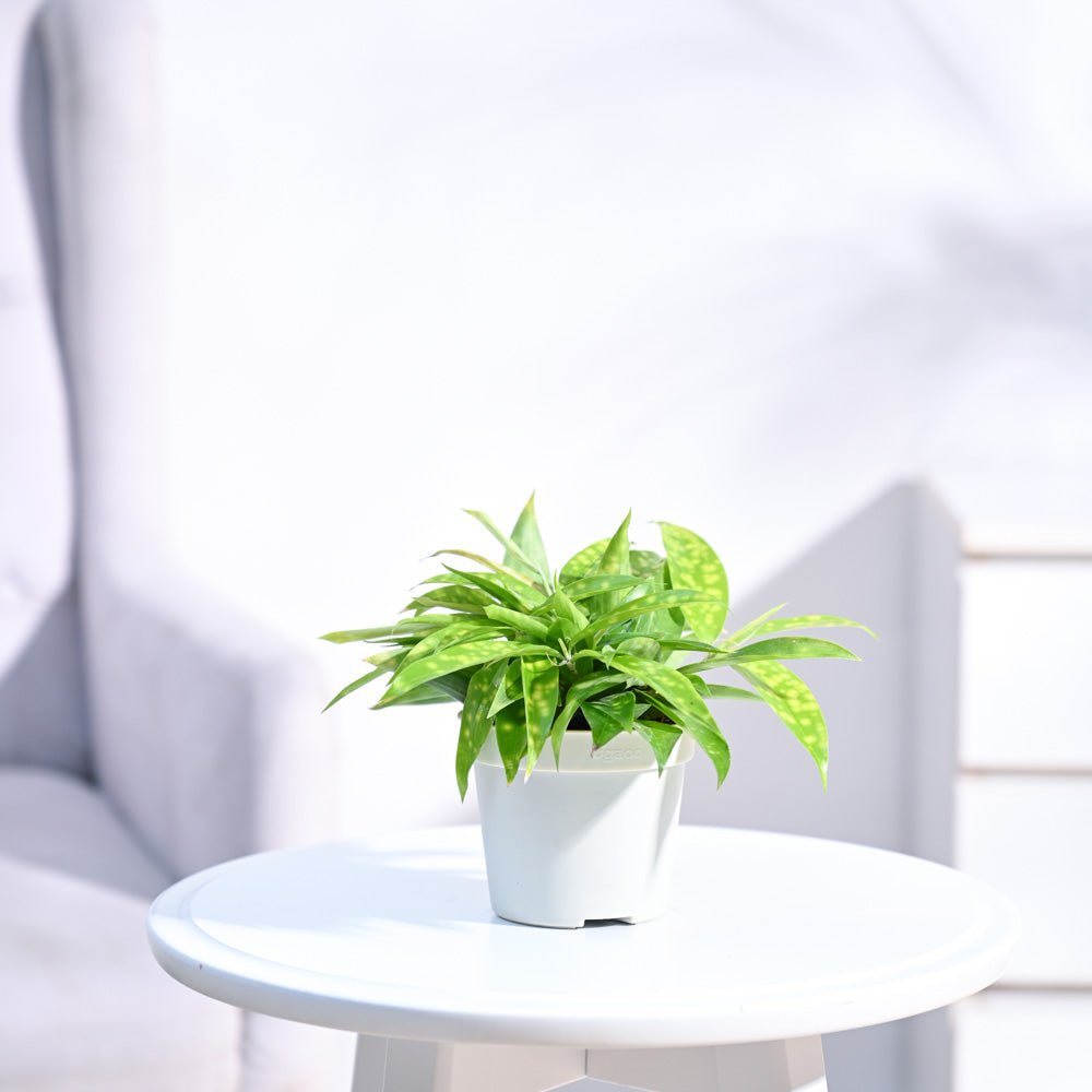 Dracaena Golden Milky Plant