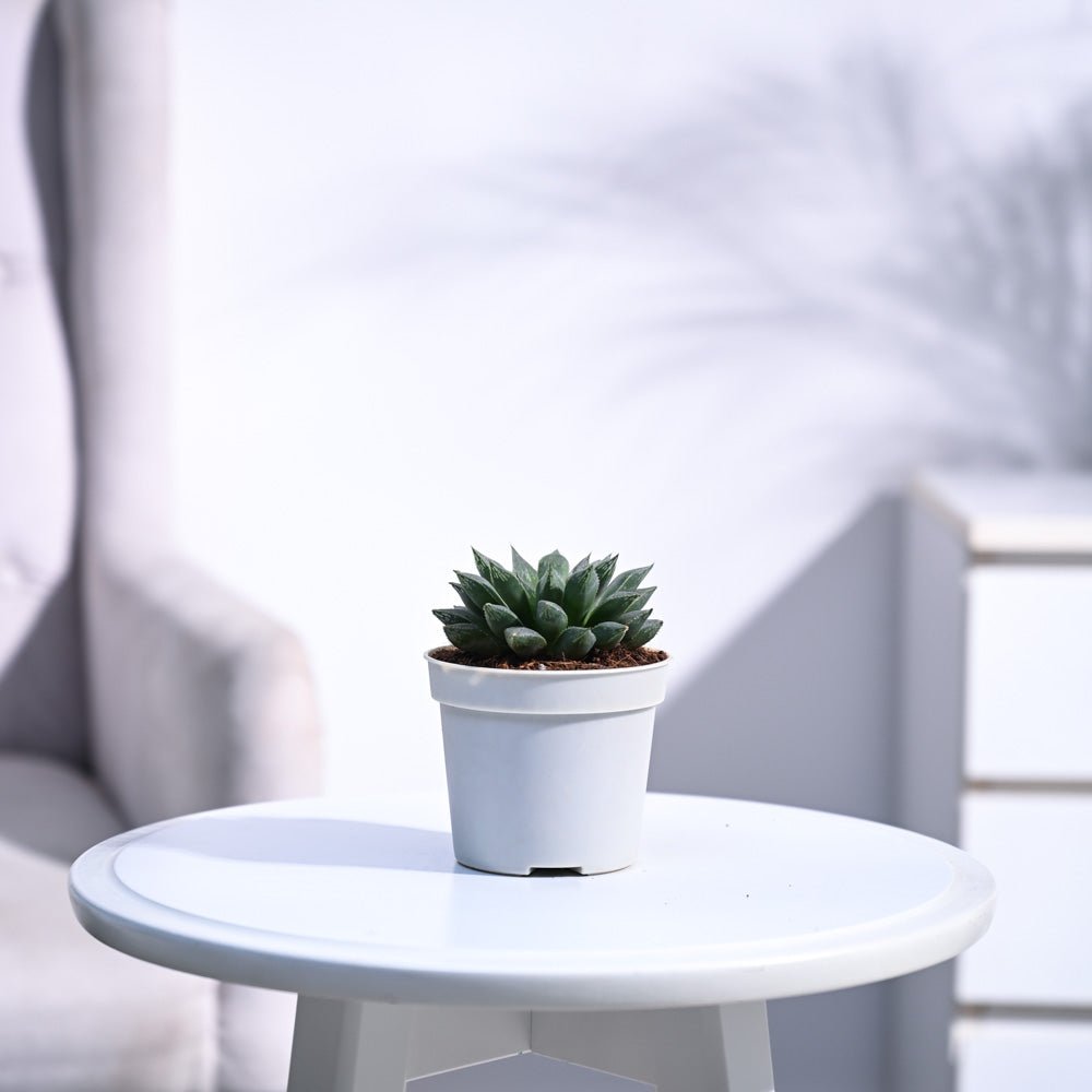 Haworthia Maculata Plant