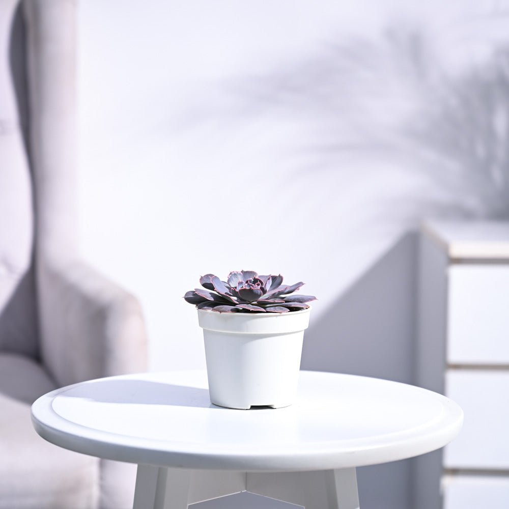 Echeveria Hybrid Plant