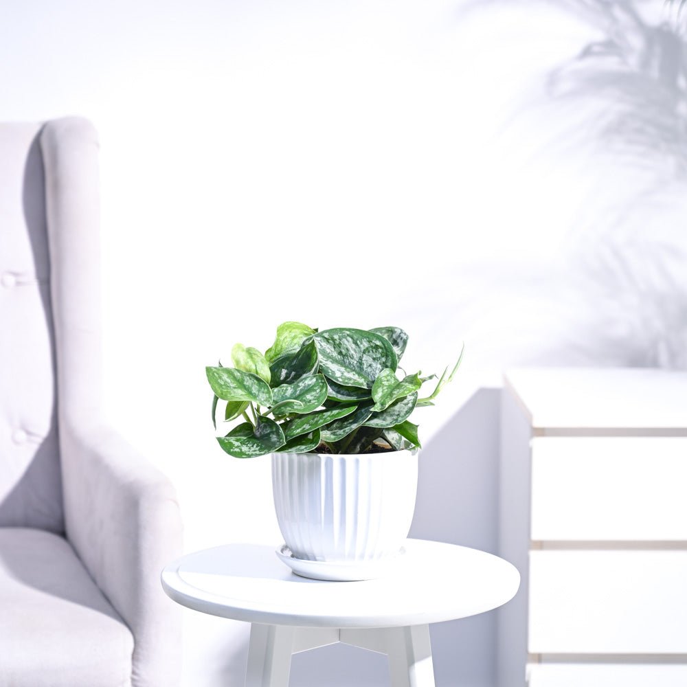 Money Plant Satin