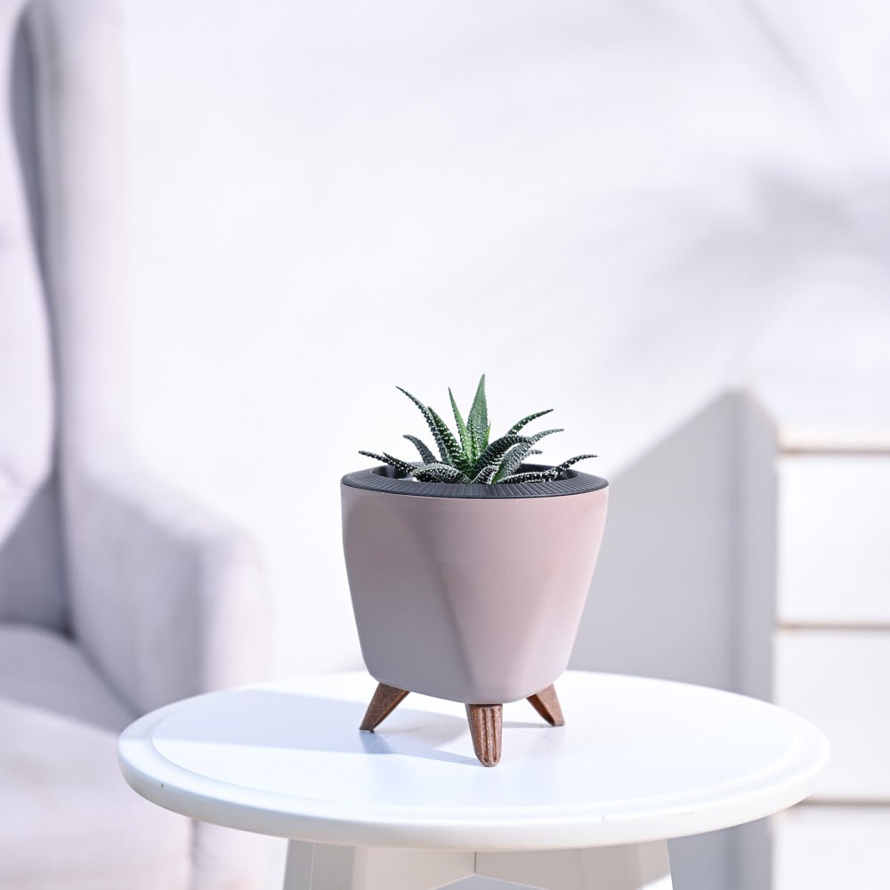 Haworthia Fasciata Plant