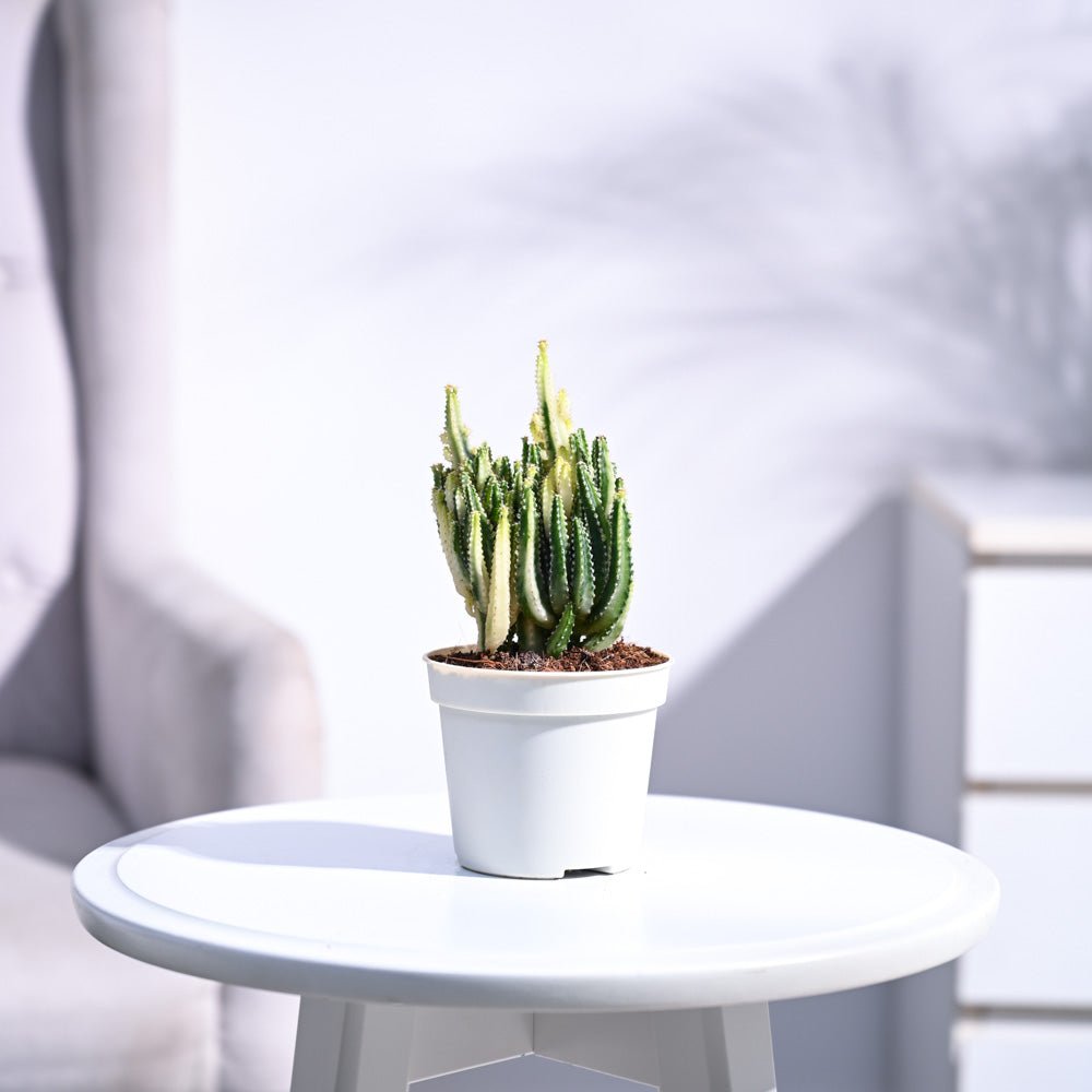 Elongated Cactus Plant - Variegated