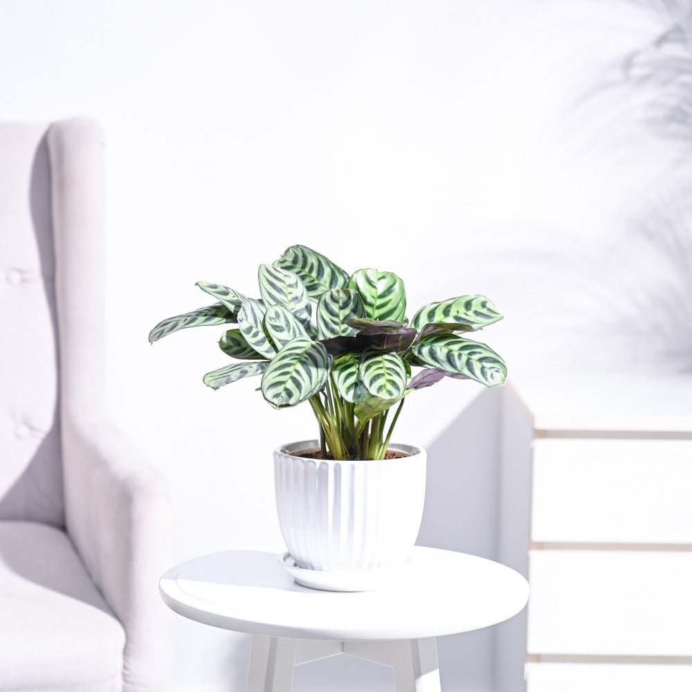 Calathea Burle Marxii Plant