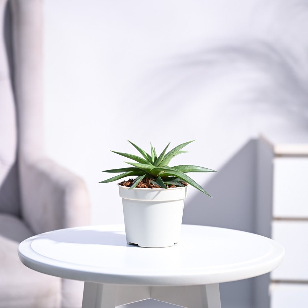 Haworthia Limifolia var. Ubomboensis