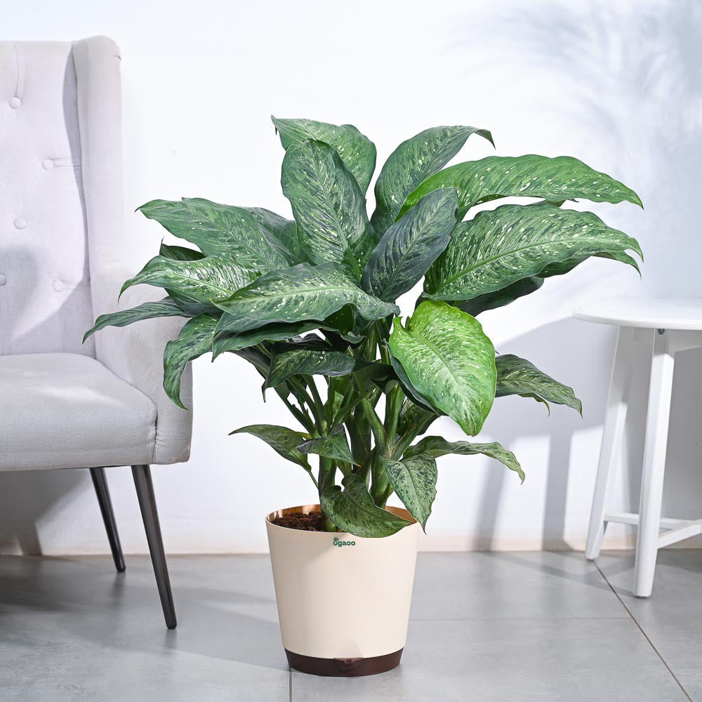 Dieffenbachia Plant XL