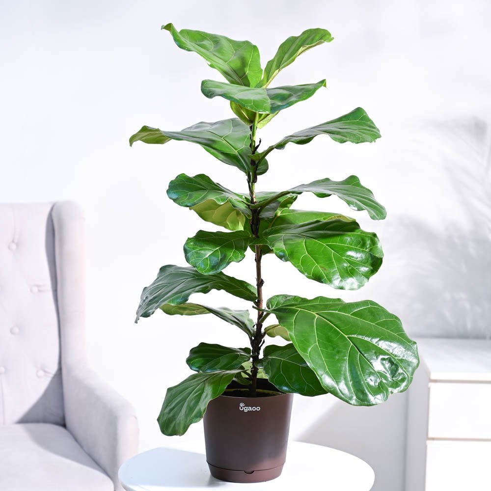 Fiddle Leaf Fig Plant