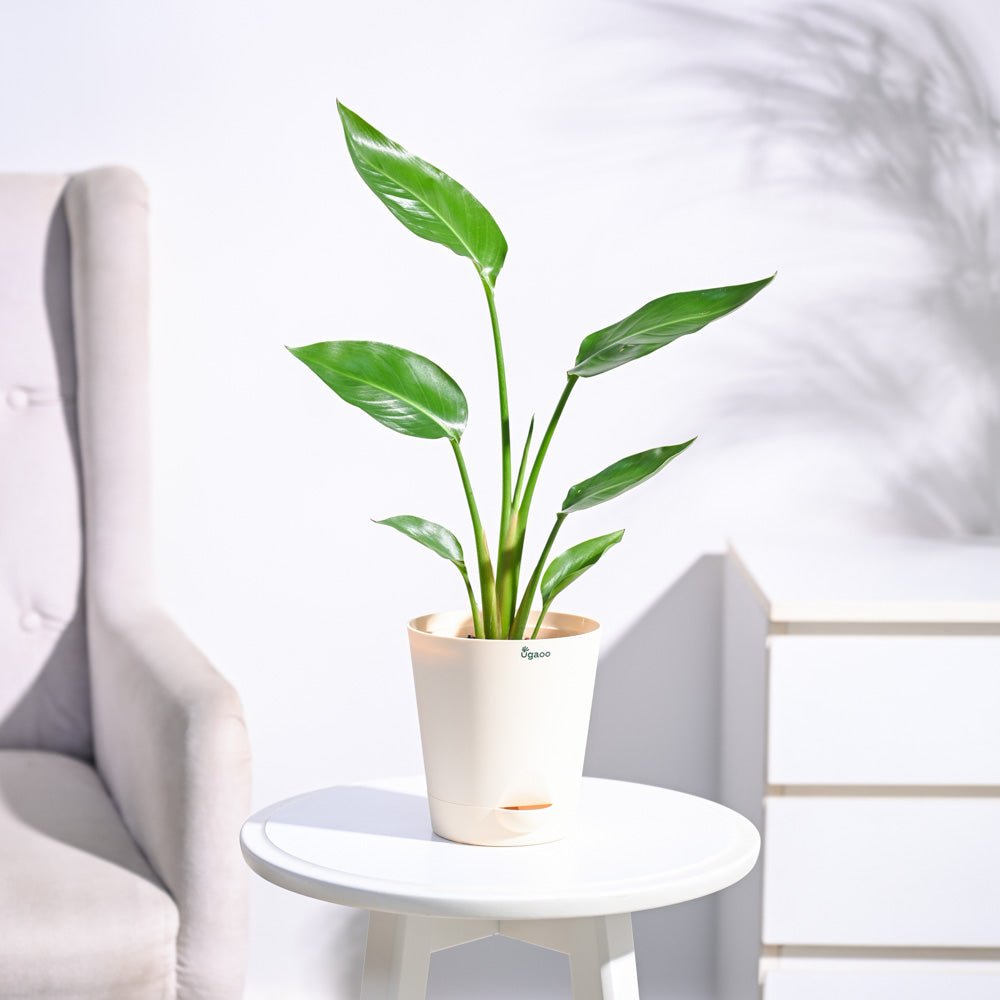 Bird of Paradise Plant