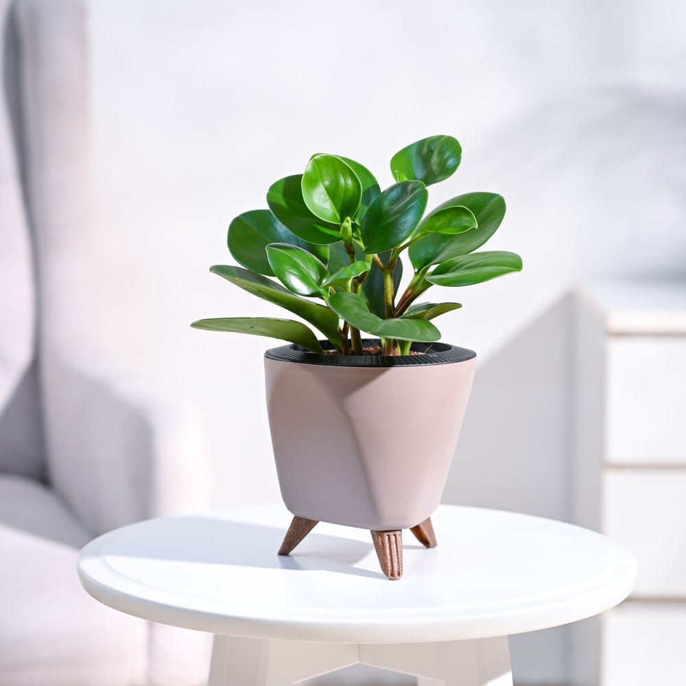 Peperomia Green Plant