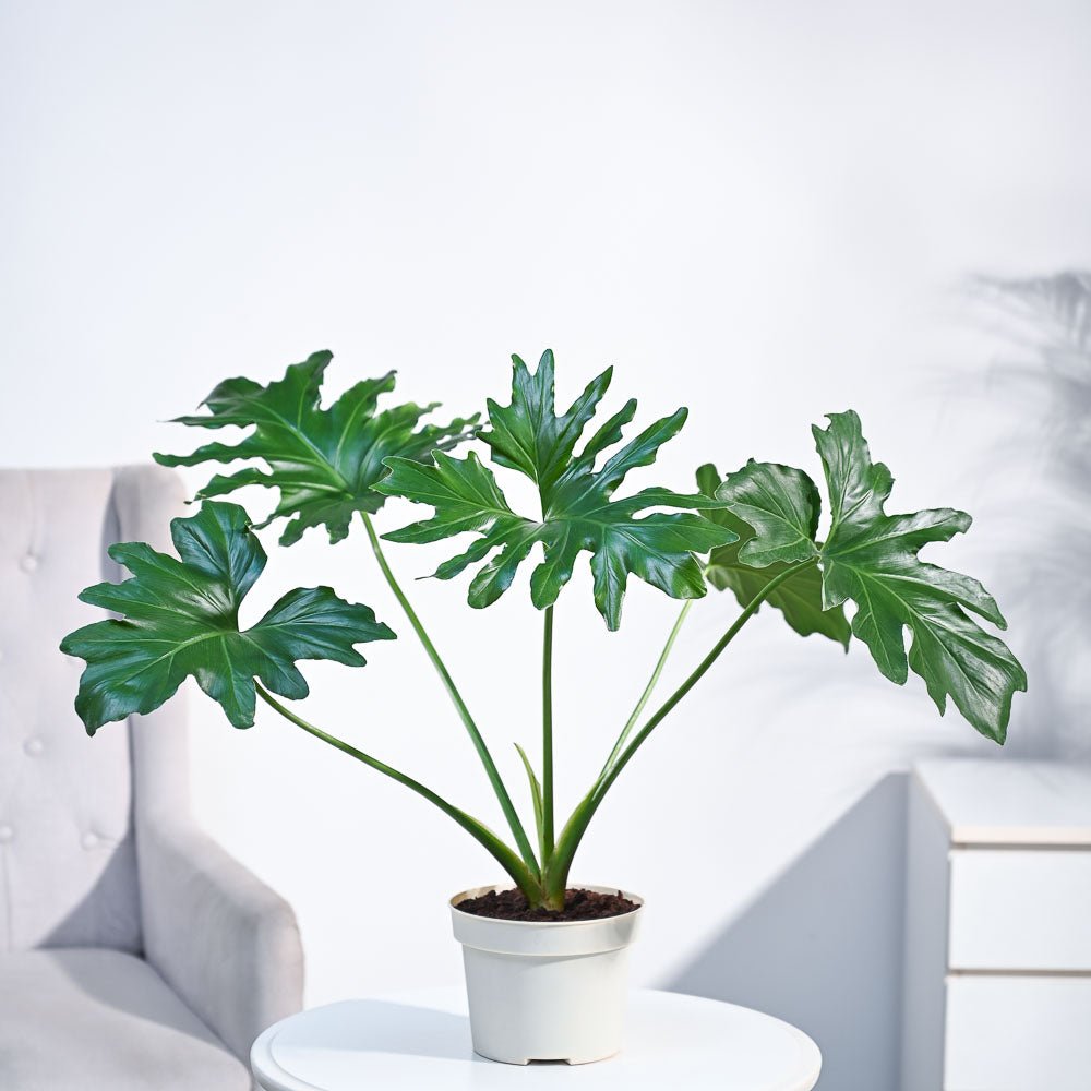 Philodendron Selloum Green Plant