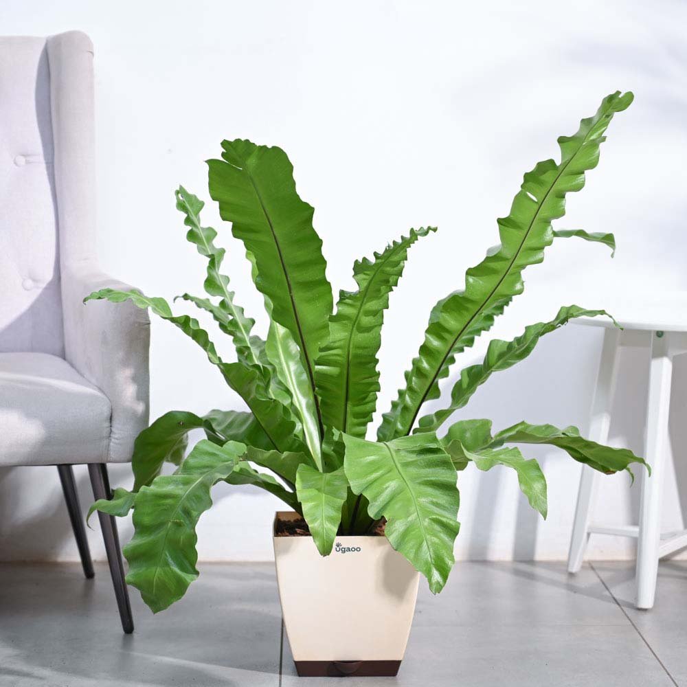 Bird's Nest Fern XL
