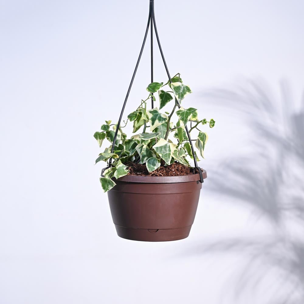 English Ivy Variegated In Hanging Planter