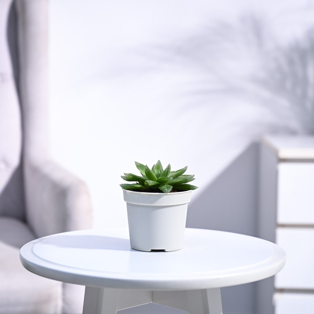 Aloe Vera Star Plant