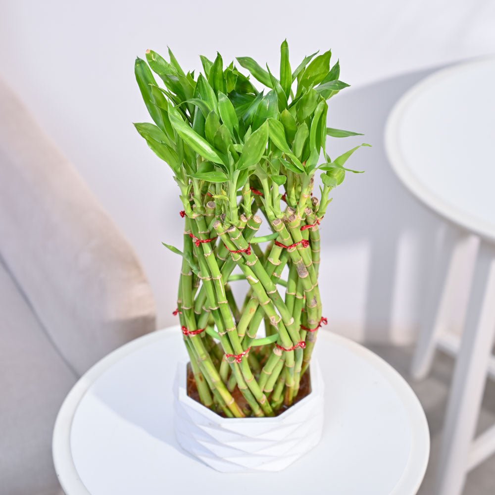 Pineapple Lucky Bamboo Plant