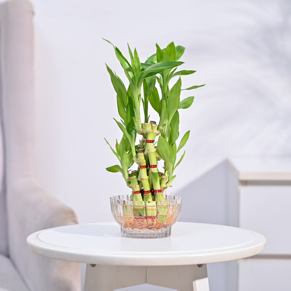 Lucky Bamboo Plant- Pyramid