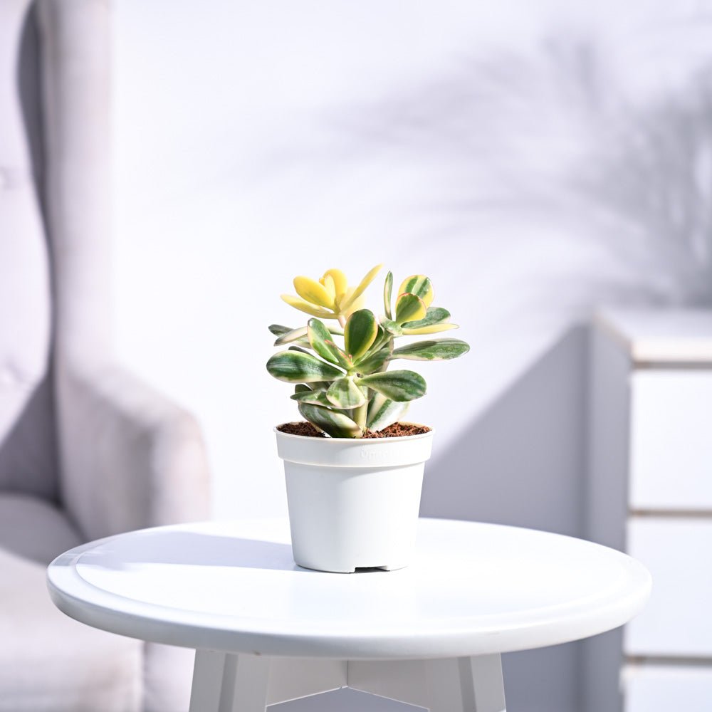 Crassula Ovata Variegated