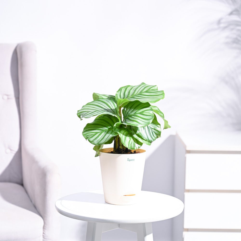 Calathea Orbifolia - Medium