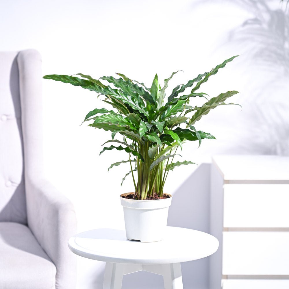 Calathea Rufibarba Plant